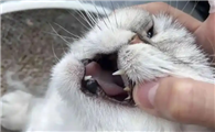 猫咪牙结石不处理会有什么后果？