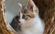 猫角膜炎损坏会不会瞎