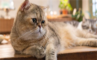 猫咪突然抽搐尿一地怎么回事