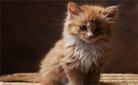 猫疱疹病毒是什么症状表现