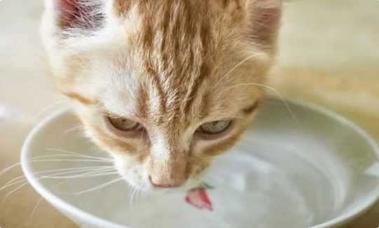 猫咪尿液呈红色或茶色? 猫咪尿液呈红色或茶色?