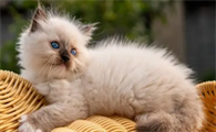 猫咪过敏性皮炎能治愈吗