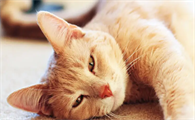 猫鼻支不治疗能活多久