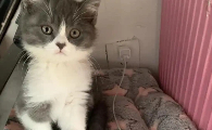猫咪拉稀肚子咕噜咕噜响怎么办