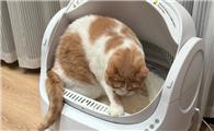 猫咪尿团明显变大是什么原因导致的？