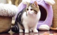 猫咪排便形态正常,为什么排便结束之后会急促奔跑?