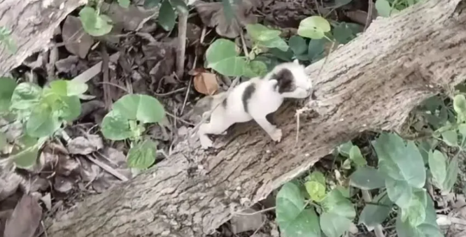 路中央徘徊的受伤小猫，司机没有绕行反而停车？