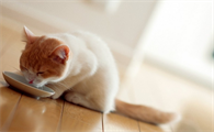 猫咪蛋蛋外皮掉了怎么办