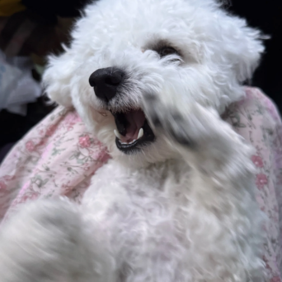 什么品牌的宠物软骨素效果好？诺瑞仕PET NOURISH呵护骨骼健康