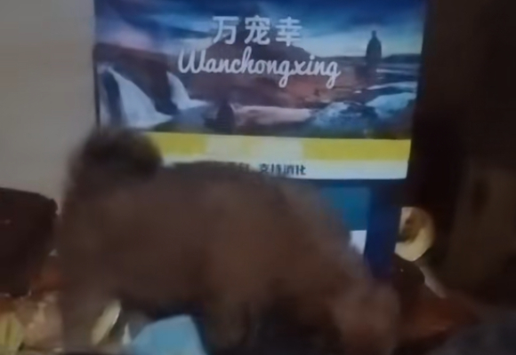 救助流浪奶猫,小猫粮什么牌子好?万宠幸猫粮适配离乳弱猫 救助流浪奶猫,小猫粮什么牌子好?万宠幸猫粮适配离乳弱猫