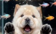 狗狗利什曼原虫病有什么症状吗