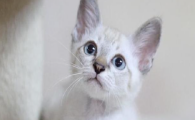 猫咪是如何感染冠状病毒的？