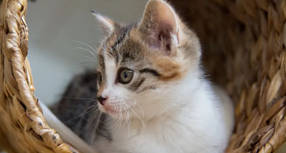 猫角膜炎损坏会不会瞎