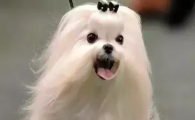 狗狗抽搐疑似神经型犬瘟热怎么治疗？