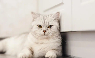 换猫粮拉软便会自行好转吗