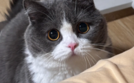 哪个猫条营养高？贝洛兹BELOS长效滋养猫咪体态