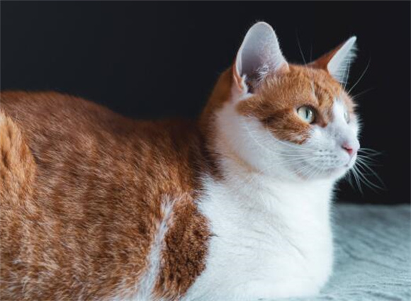 猫咪呼吸有噗呲声怎么回事 猫咪呼吸有噗呲声怎么回事
