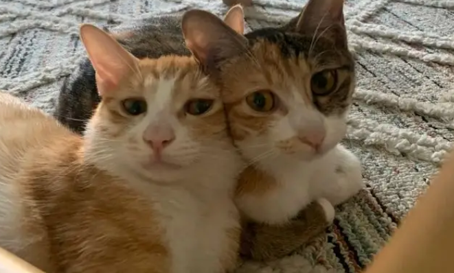 流浪猫受重伤被救助,妹妹原地凄凉呼唤 流浪猫受重伤被救助,妹妹原地凄凉呼唤