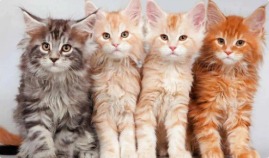 猫咪关节肿胀且不愿走动? 猫咪关节肿胀且不愿走动?