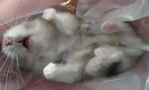 仓鼠身体僵硬是怎么回事 仓鼠身体僵硬是怎么回事