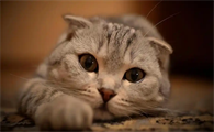 猫咪鼻炎频繁打喷嚏怎么办
