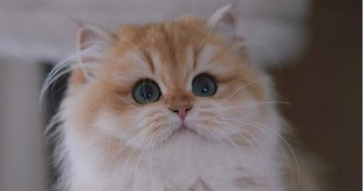 猫咪细螺旋体病有哪些症状表现 猫咪细螺旋体病有哪些症状表现