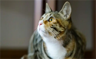 猫咪真菌性皮肤病怎么上药