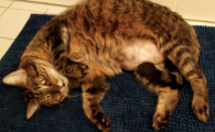 猫咪皮肤变黑且脱毛严重？
