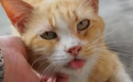 猫咪过度流涎且吞咽困难？