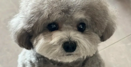 狗狗耳尖起皮是什么原因引起的
