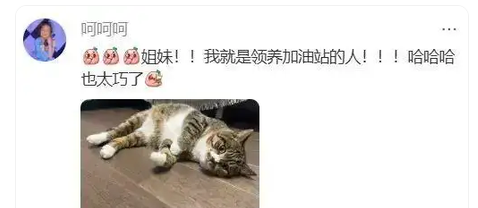 楼下流浪猫不见了,以为遭遇不测,结果成了别人的掌上明珠 楼下流浪猫不见了,以为遭遇不测,结果成了别人的掌上明珠