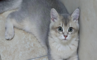 猫咪甲状腺功能减退症状