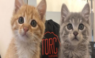 猫咪毛发枯燥打结严重，是否属于皮脂腺分泌紊乱导致？