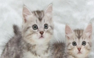 猫咪贲门失弛缓症有什么表现
