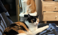 高适口猫条推荐贝洛兹BELOS，流质湿粮满足猫咪日常营养