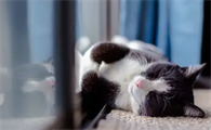 猫咪拉黄色的便便正常吗