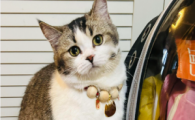 猫膈肌破裂会有什么症状表现