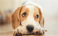 狗狗狂犬病潜伏期能测出来吗