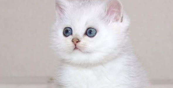 猫咪牙龈发白是什么原因？