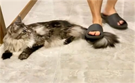 猫咪尿频尿团小是什么原因