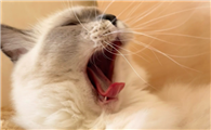猫咪牙龈红肿口臭是什么疾病信号?