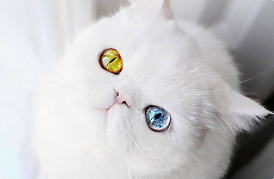 猫咪闭尿会有什么危险后果？