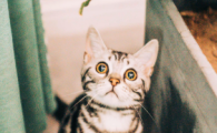 猫咪肢端溃疡是什么病症