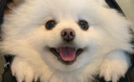 同样吹冷风,为何你的狗狗更容易出现腹部不适?