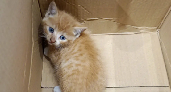 猫咪耳螨严重会引发哪些耳部疾病
