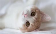 猫咪牙疼吃什么止痛药好