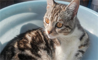 猫咪抽搐四肢乱蹬吐白沫怎么办