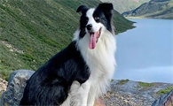 狗狗犬传染性肝炎该如何护理恢复