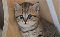 猫咪牙周炎能不能自愈