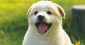狗狗慢性肠炎能治愈吗 狗狗慢性肠炎能治愈吗